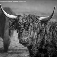 Buy canvas prints of Highland Cattle by Peter Lennon