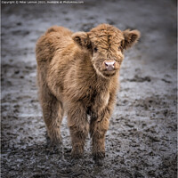 Buy canvas prints of Highland Calf by Peter Lennon