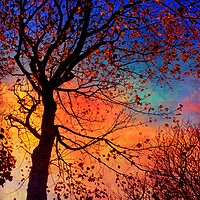 Buy canvas prints of Sycamore Tree Silhouette by Anne Macdonald