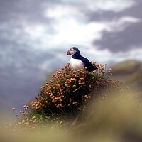 Buy canvas prints of Puffin On The Cliff Edge by Anne Macdonald
