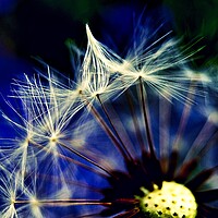Buy canvas prints of Dandelion Clock Among Bluebells by Anne Macdonald