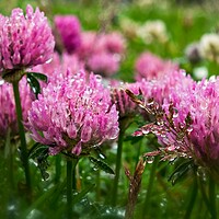 Buy canvas prints of Pink Clover In The Drizzle by Anne Macdonald