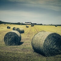 Buy canvas prints of Hay Bales At Berry Farm by Anne Macdonald