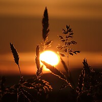 Buy canvas prints of Grass In The Sunset by Anne Macdonald
