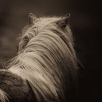 Buy canvas prints of Shetland Pony Looking Away by Anne Macdonald
