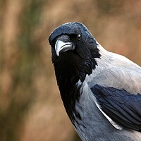 Buy canvas prints of Watchful Hooded Crow by Anne Macdonald