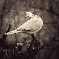 Buy canvas prints of Collared Dove On Branch by Anne Macdonald