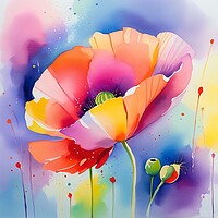 Buy canvas prints of Colourful Poppy image by Anne Macdonald