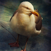 Buy canvas prints of Portrait of a Seagull (Laridae) by Anne Macdonald