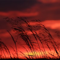 Buy canvas prints of Grass Blowing In The Sunset by Anne Macdonald