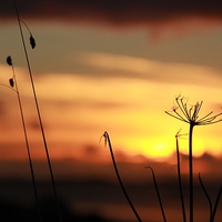 Buy canvas prints of Grass In The Sunset by Anne Macdonald