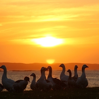 Buy canvas prints of  Geese In Sunset by Anne Macdonald