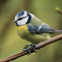 Buy canvas prints of  Blue Tit On A Branch by Anne Macdonald