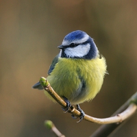 Buy canvas prints of  Blue Tit Resting In The Garden by Anne Macdonald