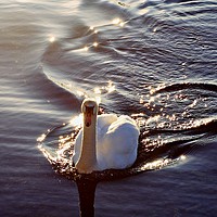 Buy canvas prints of Swan In The Sunlight by Anne Macdonald
