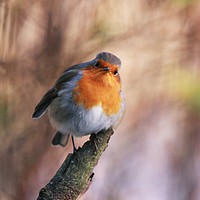 Buy canvas prints of Robin With Attitude by Anne Macdonald