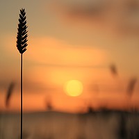 Buy canvas prints of Tall Grass In The Sunset by Anne Macdonald