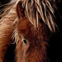 Buy canvas prints of A Tan Shetland Pony Called Mootie by Anne Macdonald