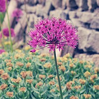 Buy canvas prints of Allium In The Garden by Anne Macdonald
