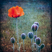 Buy canvas prints of Red Poppy Standing Tall by Anne Macdonald