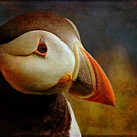 Buy canvas prints of Textured Puffin Portrait, Shetland. by Anne Macdonald