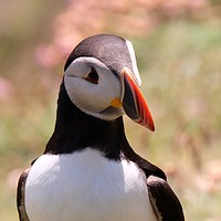 Buy canvas prints of Puffin: The Darlings of Shetland. by Anne Macdonald