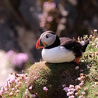 Buy canvas prints of Puffin Resting On Cliff Face by Anne Macdonald