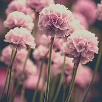Buy canvas prints of Sea Pinks or Thrift by Anne Macdonald