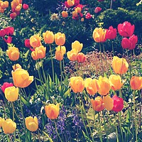 Buy canvas prints of Beautiful Tulips In A Shetland Garden by Anne Macdonald