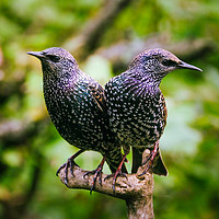 Buy canvas prints of Two Beautiful Starlings by Anne Macdonald