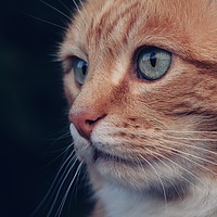 Buy canvas prints of Beautiful Ginger Cat by Anne Macdonald