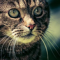 Buy canvas prints of Cat Concentration by Anne Macdonald