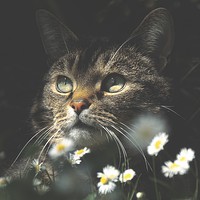 Buy canvas prints of Mosey Among The Daisies by Anne Macdonald