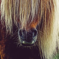 Buy canvas prints of Shetland Pony In Close Up by Anne Macdonald