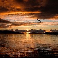 Buy canvas prints of Seagulls In The Sunset by Anne Macdonald