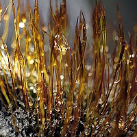 Buy canvas prints of Frost Melting On Moss Macro by Anne Macdonald