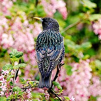Buy canvas prints of Cascade of Starling Feathers by Anne Macdonald