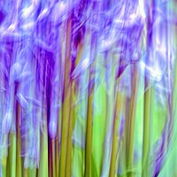 Buy canvas prints of Bluebell Abstract (ICM) by Anne Macdonald