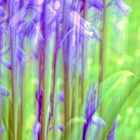 Buy canvas prints of Garden Bluebell Abstract   by Anne Macdonald