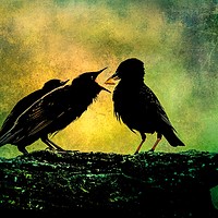 Buy canvas prints of Mother Starling Feeding Young by Anne Macdonald