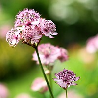 Buy canvas prints of Pink Astrantia Flower by Anne Macdonald