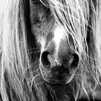 Buy canvas prints of Shetland Pony Portrait by Anne Macdonald