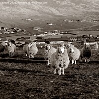 Buy canvas prints of Stalked By Sheep On The Hill by Anne Macdonald