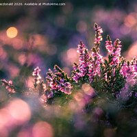 Buy canvas prints of Pink Heather In The Sunset by Anne Macdonald