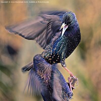 Buy canvas prints of Two Squabbling Starlings by Anne Macdonald
