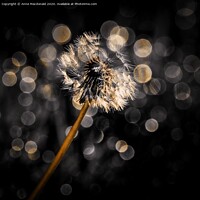 Buy canvas prints of Dandelion Clock In The Sun by Anne Macdonald