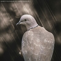 Buy canvas prints of Collared Dove In The Rain by Anne Macdonald