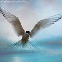 Buy canvas prints of Arctic Tern in Flight by Anne Macdonald