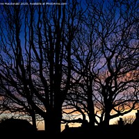 Buy canvas prints of Trees In Silhouette, The Creek, Scalloway. by Anne Macdonald