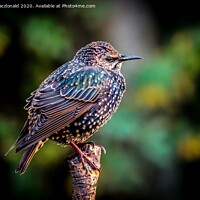 Buy canvas prints of Colourful European Starling On A Branch by Anne Macdonald